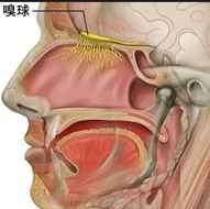 0077b045433e940cf7c4614ac504824.png
